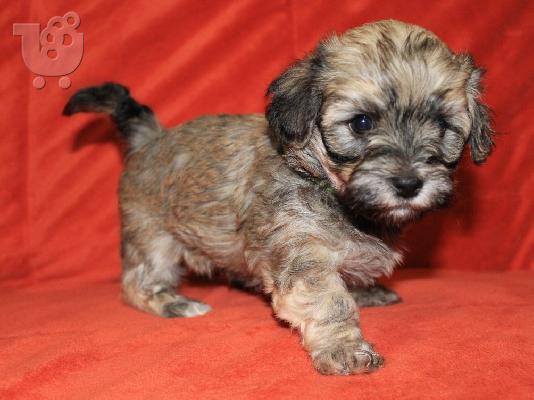 Havanese Bichon Πωλούνται κουτάβια